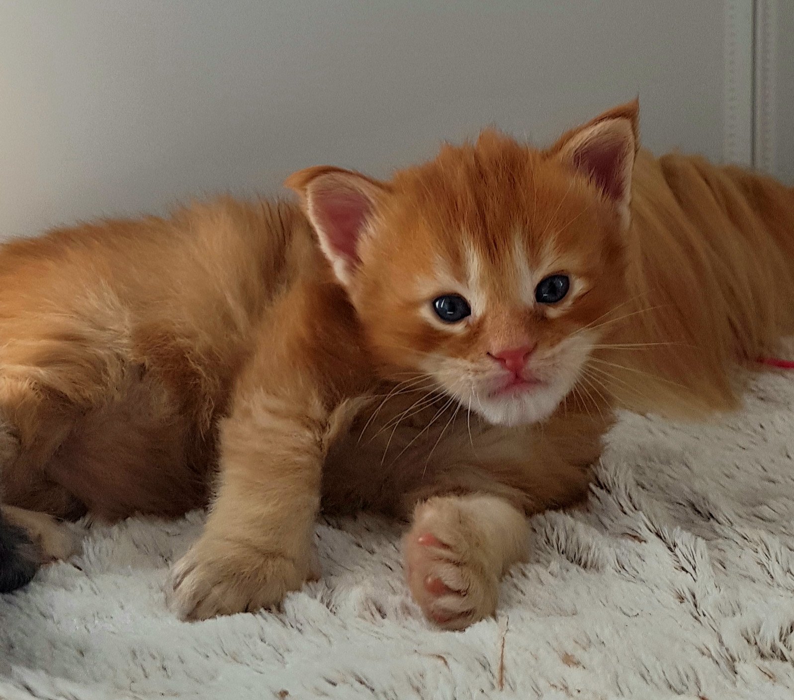 Pandemonium Taycan Chaton Maine coon Vosges Chatterie Pandemonium