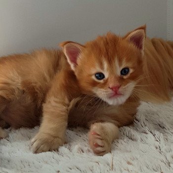 chaton Maine coon red tabby Taycan Chatterie Pandemonium