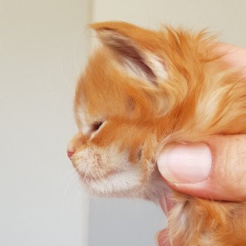 chaton Maine coon red tabby Taycan Chatterie Pandemonium