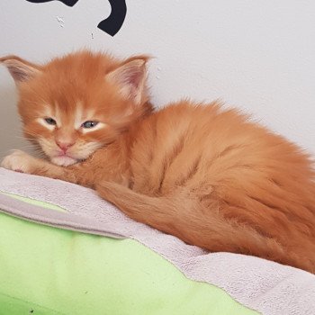 chaton Maine coon red tabby Taycan Chatterie Pandemonium