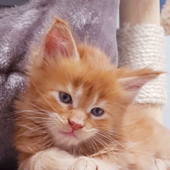 chaton Maine coon red tabby Taycan Chatterie Pandemonium