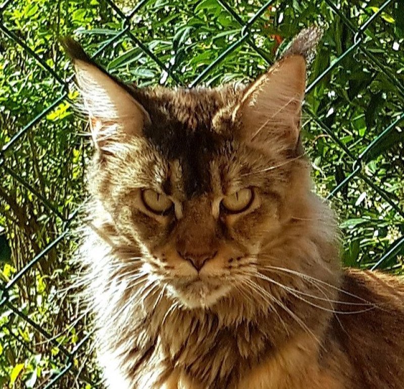 Pandemonium Tiaralina Femelle Maine coon