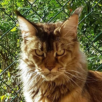 chat Maine coon brown tortie ticked tabby Tiaralina Chatterie Pandemonium
