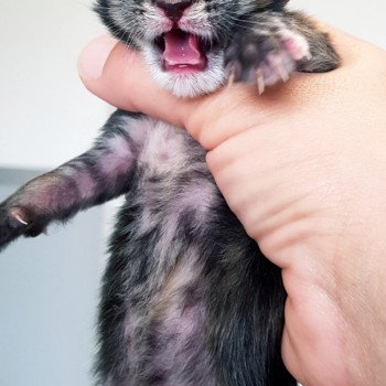 chaton Maine coon brown tortie tabby Chatterie Pandemonium