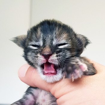 chaton Maine coon brown tortie tabby Chatterie Pandemonium