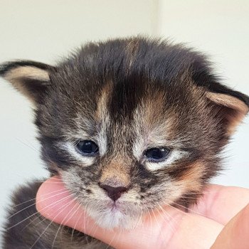 chaton Maine coon brown tortie tabby Tiaralina Chatterie Pandemonium