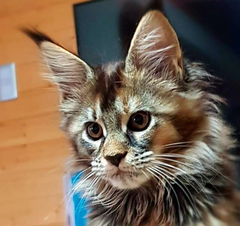 Pandemonium Tiaralina Femelle Maine coon