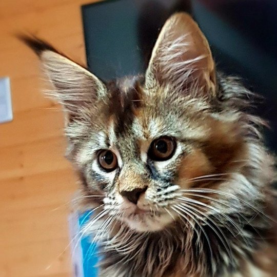 Pandemonium Tiaralina Femelle Maine coon