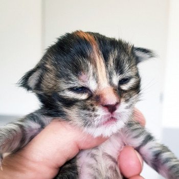 chaton Maine coon brown tortie tabby Chatterie Pandemonium chaton Maine coon brown tortie tabby Chatterie Pandemonium