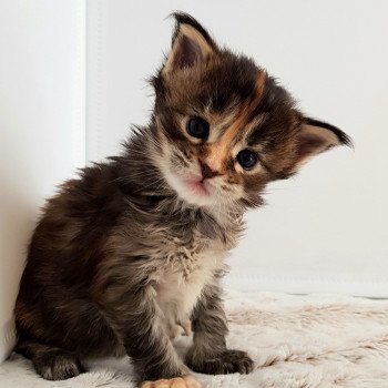 chaton Maine coon brown tortie tabby Tintarella Chatterie Pandemonium chaton Maine coon brown tortie tabby Tintarella Chatterie Pandemonium