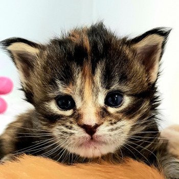 chaton Maine coon brown tortie tabby Tintarella Chatterie Pandemonium chaton Maine coon brown tortie tabby Tintarella Chatterie Pandemonium