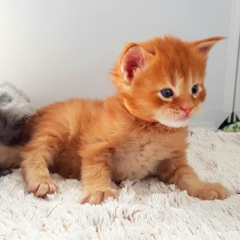 chaton Maine coon red tabby Toruk Chatterie Pandemonium