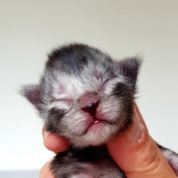 chaton Maine coon black smoke Chatterie Pandemonium chaton Maine coon black smoke Chatterie Pandemonium