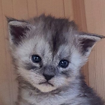 chaton Maine coon black smoke Chatterie Pandemonium