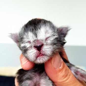 chaton Maine coon black smoke Chatterie Pandemonium chaton Maine coon black smoke Chatterie Pandemonium