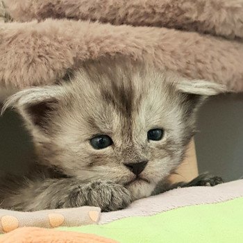 chaton Maine coon black smoke Ti Tengu Cara Chatterie Pandemonium chaton Maine coon black smoke Ti Tengu Cara Chatterie Pandemonium