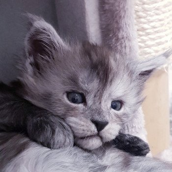 chaton Maine coon black smoke Ti Tengu Cara Chatterie Pandemonium chaton Maine coon black smoke Ti Tengu Cara Chatterie Pandemonium