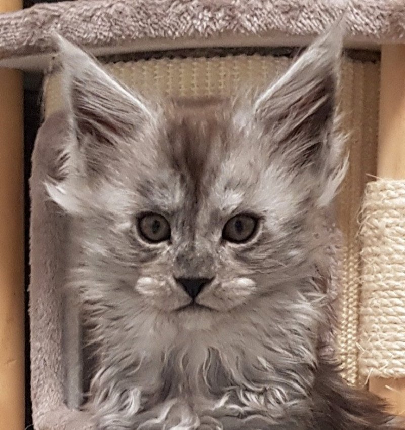 Pandemonium Ti Tengu Cara Femelle Maine coon Pandemonium Ti Tengu Cara Femelle Maine coon
