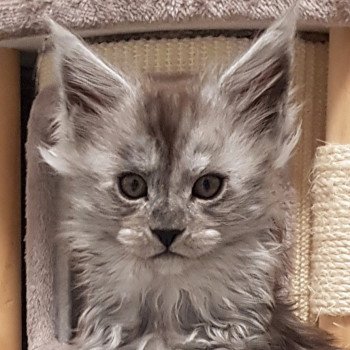 chaton Maine coon black smoke Ti Tengu Cara Chatterie Pandemonium chaton Maine coon black smoke Ti Tengu Cara Chatterie Pandemonium