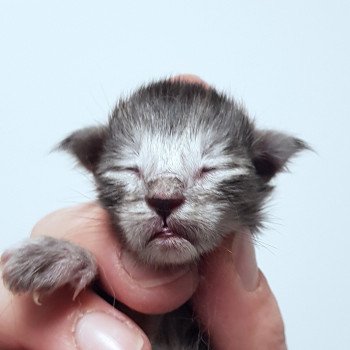 chaton Maine coon black smoke Chatterie Pandemonium chaton Maine coon black smoke Chatterie Pandemonium
