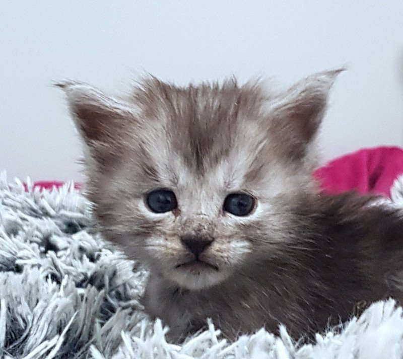 Pandemonium U1 Mâle Maine coon