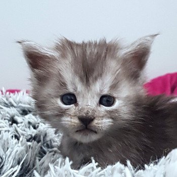 chaton Maine coon black smoke U1 Chatterie Pandemonium chaton Maine coon black smoke U1 Chatterie Pandemonium