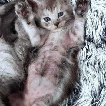 chaton Maine coon black smoke U1 Chatterie Pandemonium chaton Maine coon black smoke U1 Chatterie Pandemonium