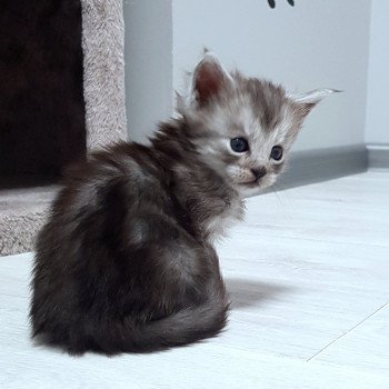 chaton Maine coon black smoke U1 Chatterie Pandemonium chaton Maine coon black smoke U1 Chatterie Pandemonium