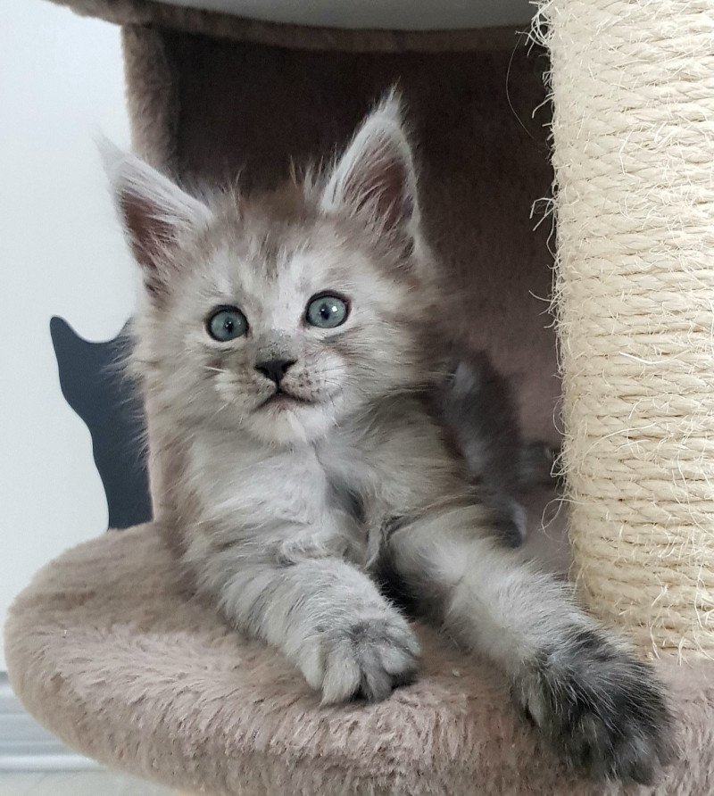 Pandemonium Urian Mâle Maine coon Pandemonium Urian Mâle Maine coon