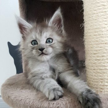 chaton Maine coon black smoke U1 Chatterie Pandemonium chaton Maine coon black smoke U1 Chatterie Pandemonium