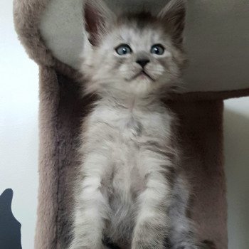 chaton Maine coon black smoke U1 Chatterie Pandemonium chaton Maine coon black smoke U1 Chatterie Pandemonium