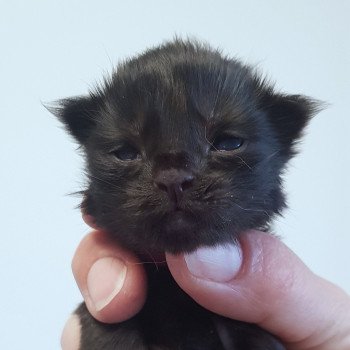 chaton Maine coon black Chatterie Pandemonium