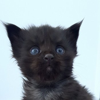 chaton Maine coon black U2 Chatterie Pandemonium