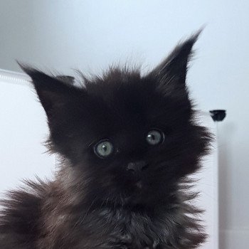 chaton Maine coon black U2 Chatterie Pandemonium