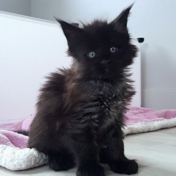 chaton Maine coon black U2 Chatterie Pandemonium