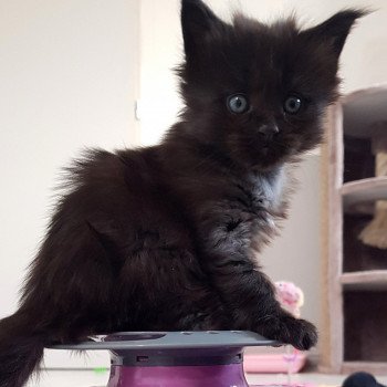 chaton Maine coon black U2 Chatterie Pandemonium