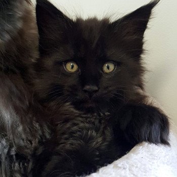 chaton Maine coon black Uzumati Chatterie Pandemonium