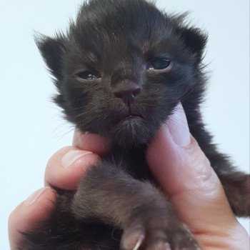 chaton Maine coon black Chatterie Pandemonium