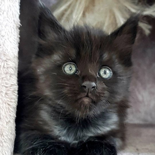 Pandemonium U3 Mâle Maine coon