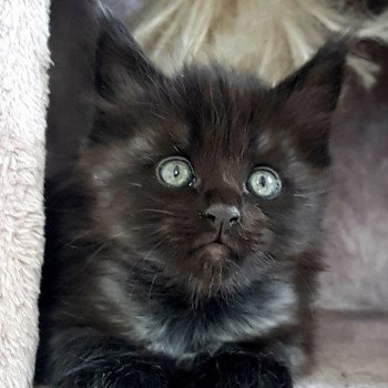 chaton Maine coon black smoke U3 Chatterie Pandemonium