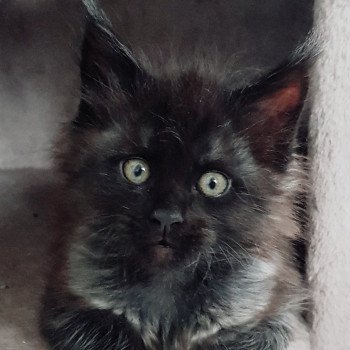 chaton Maine coon black smoke U3 Chatterie Pandemonium