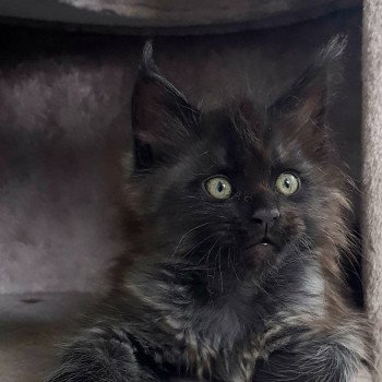 chaton Maine coon black smoke U3 Chatterie Pandemonium chaton Maine coon black smoke U3 Chatterie Pandemonium