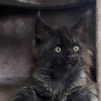 chaton Maine coon black smoke U3 Chatterie Pandemonium