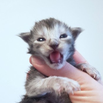 chaton Maine coon black smoke Chatterie Pandemonium chaton Maine coon black smoke Chatterie Pandemonium