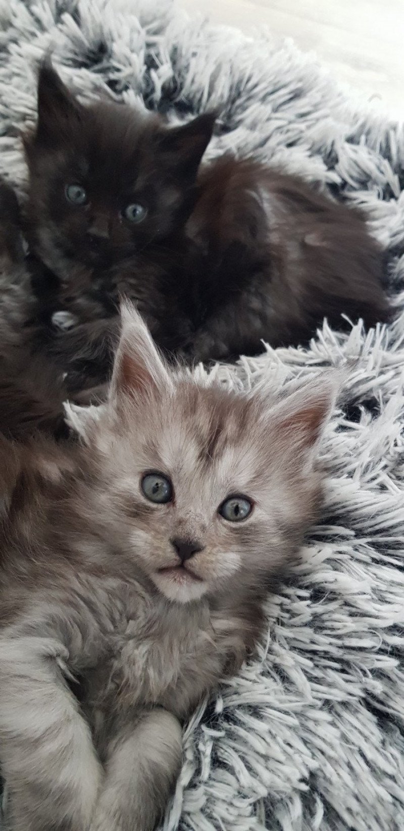 Pandemonium Uma Femelle Maine coon Pandemonium Uma Femelle Maine coon