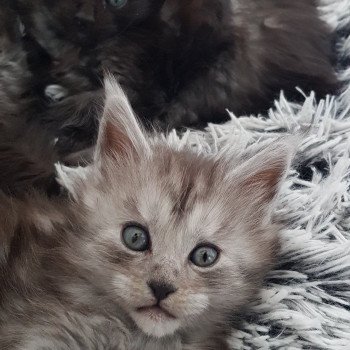 chaton Maine coon black smoke Uma Chatterie Pandemonium chaton Maine coon black smoke Uma Chatterie Pandemonium