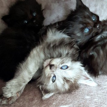 chaton Maine coon black smoke Uma Chatterie Pandemonium chaton Maine coon black smoke Uma Chatterie Pandemonium