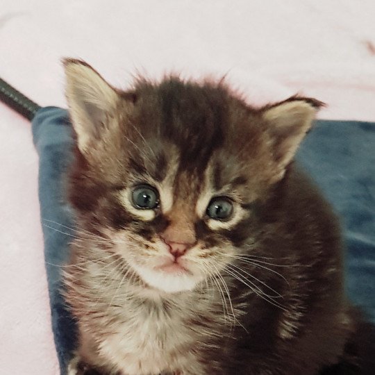 Pandemonium U' Mâle Maine coon