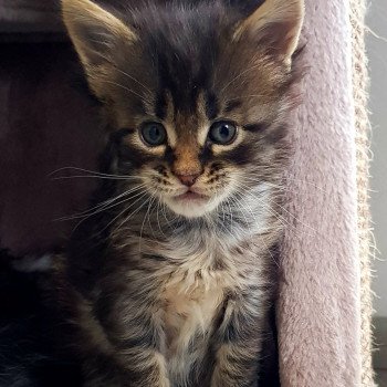 chaton Maine coon brown blotched tabby U' Chatterie Pandemonium
