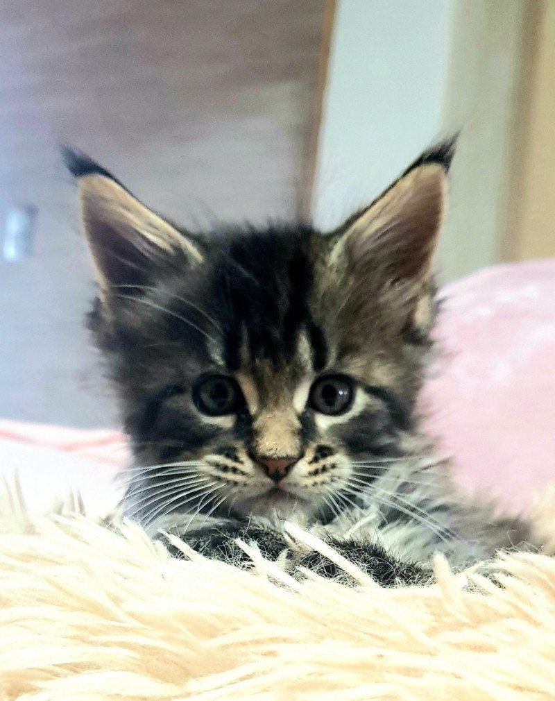 Pandemonium Utxi Baby Mâle Maine coon Pandemonium Utxi Baby Mâle Maine coon